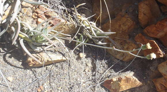 Plancia ëd Curio talinoides var. aizoides (DC.) P. V. Heath