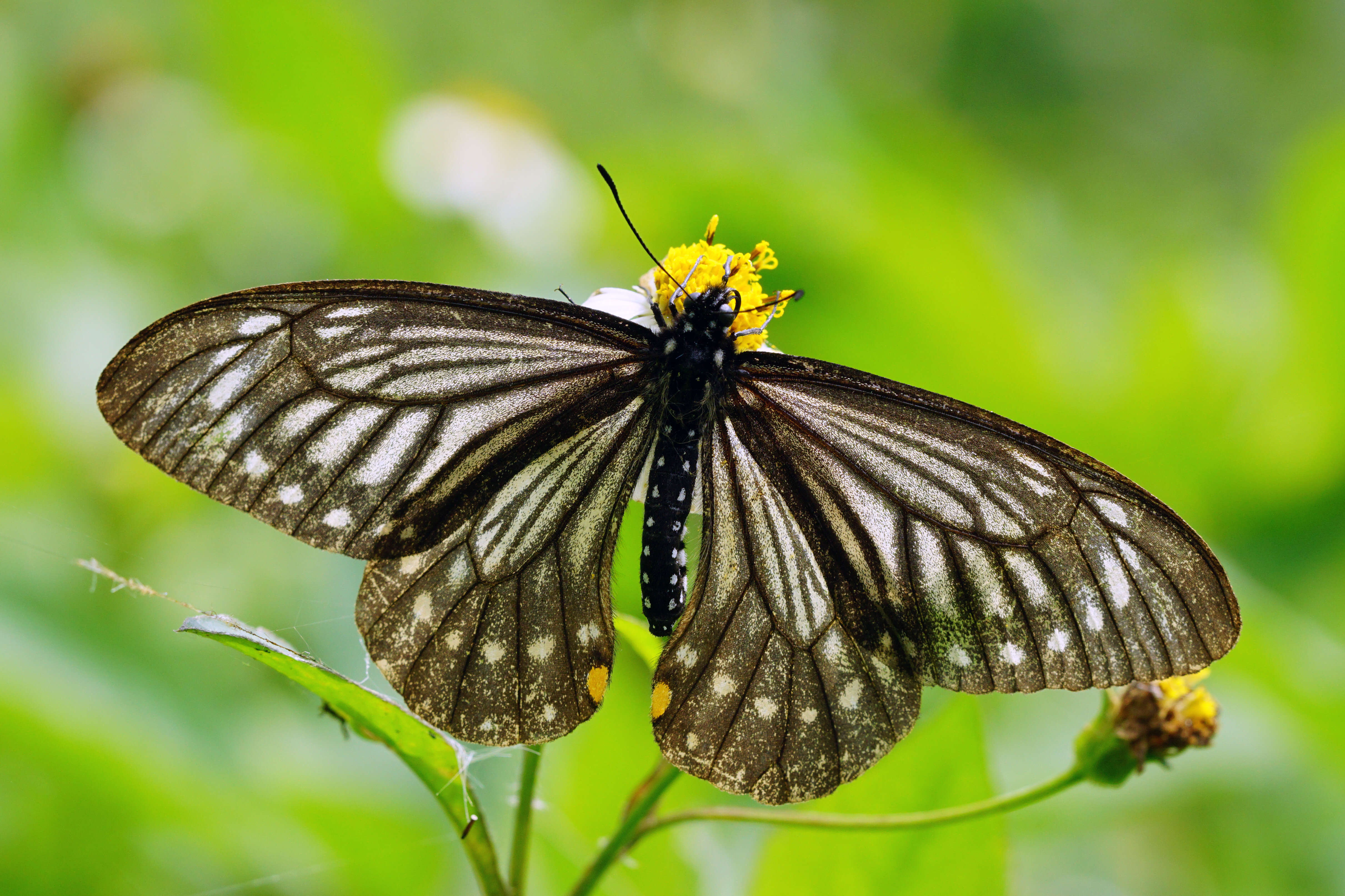 Sivun Papilio epycides kuva