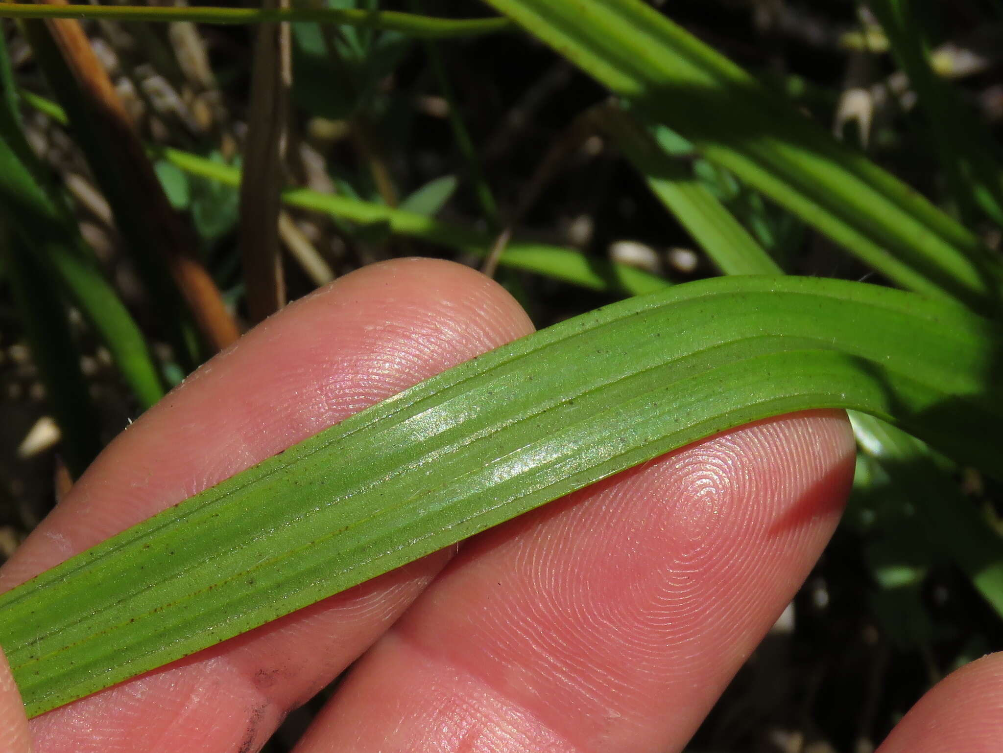 Image of Wachendorfia brachyandra W. F. Barker