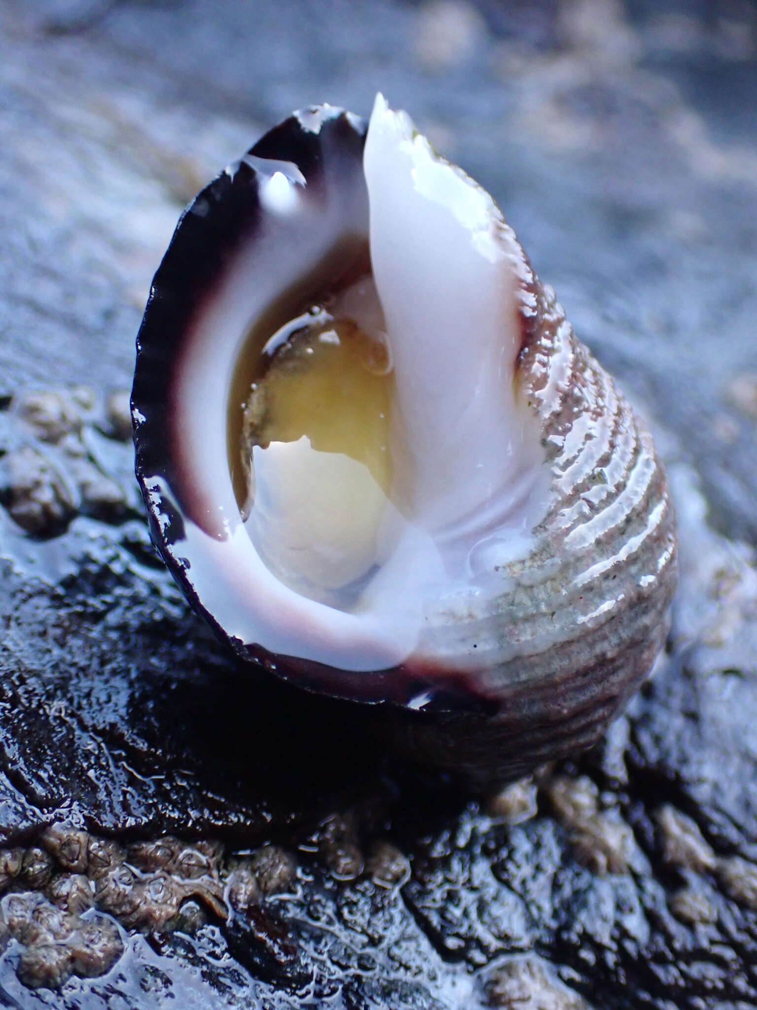 单齿刺岩螺的圖片
