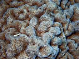 Image of Wrinkle Coral