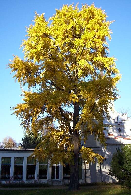 Image of Ginkgoopsida