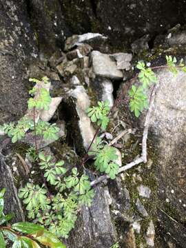 Image of Boenninghausenia albiflora (Hook.) Rchb. ex Meisn.