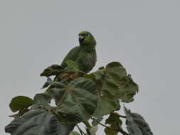 Image of Yellow-crowned Parrot, Yellow-crowned Amazon