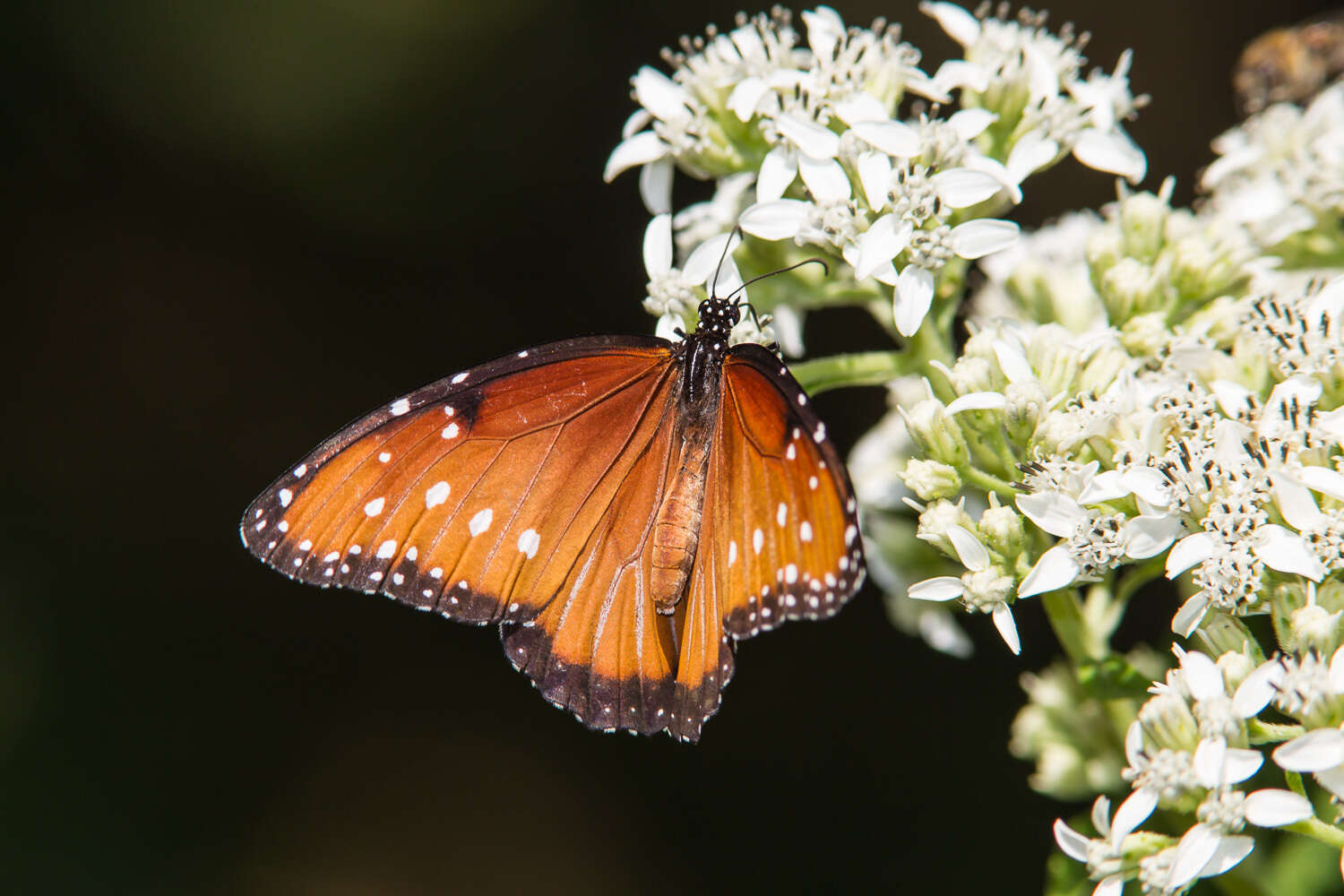 صورة Danaus (Anosia) gilippus Cramer 1775