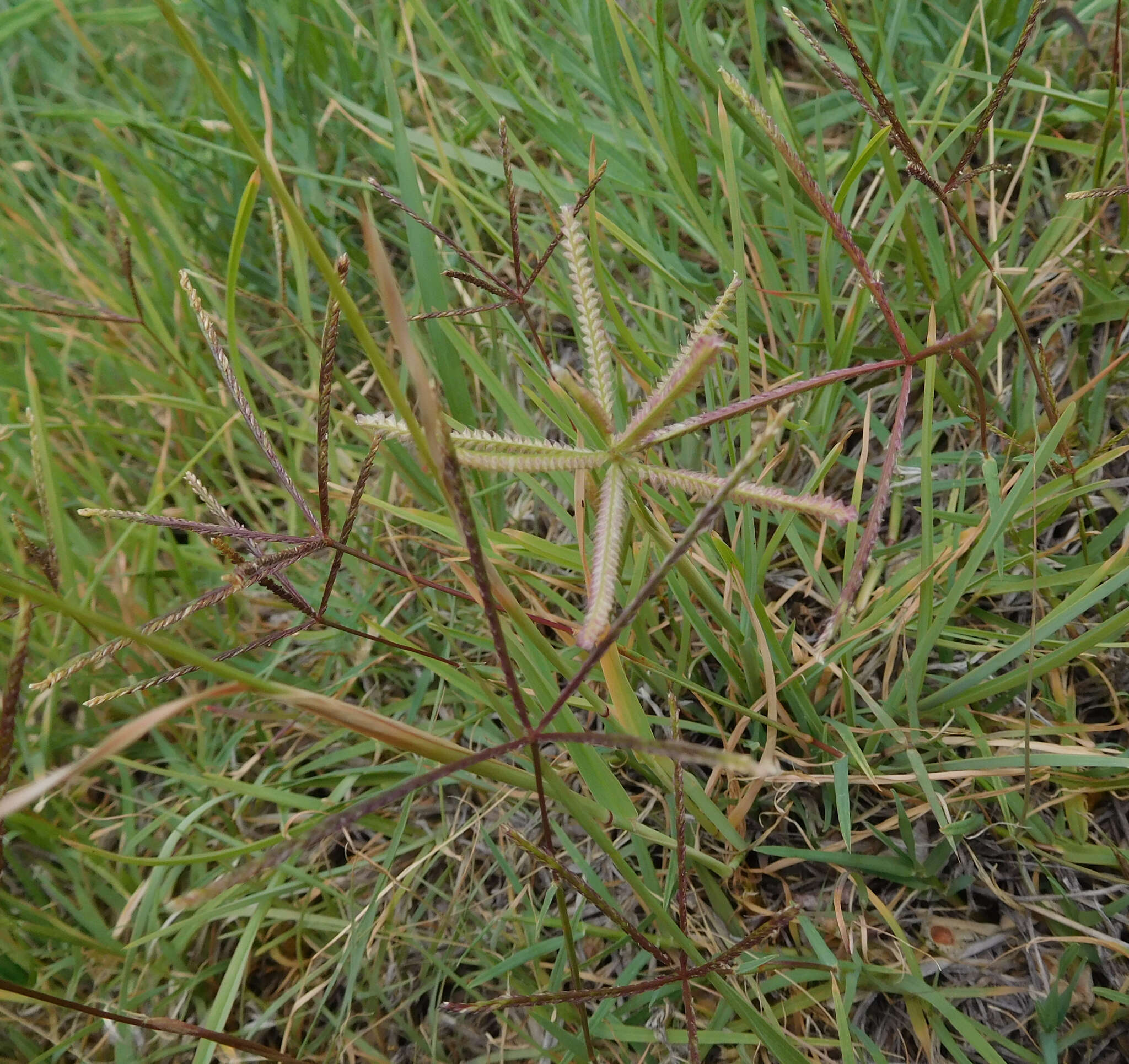 Image de Chloris cucullata Bisch.