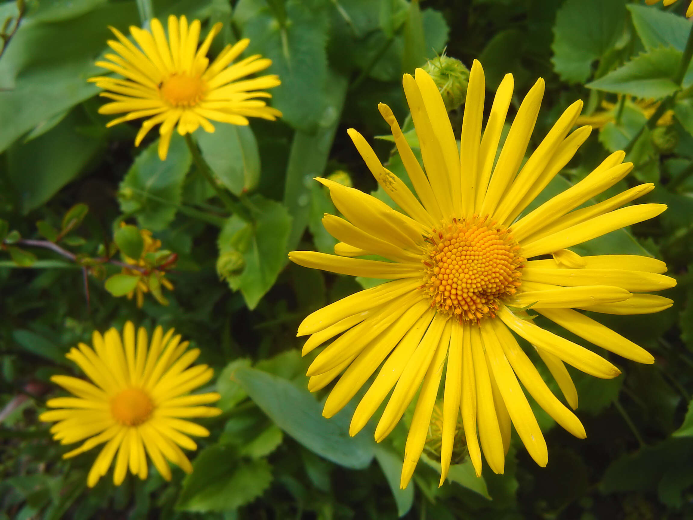 Imagem de Doronicum orientale Hoffm.