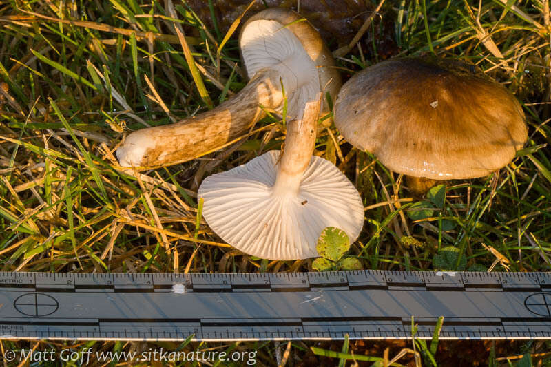 Слика од Hygrophorus olivaceoalbus (Fr.) Fr. 1838