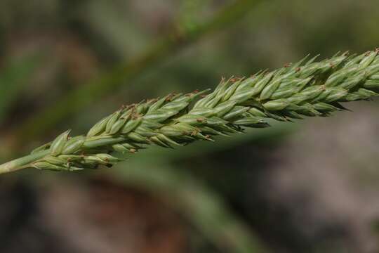 Image of Lemmon's canarygrass