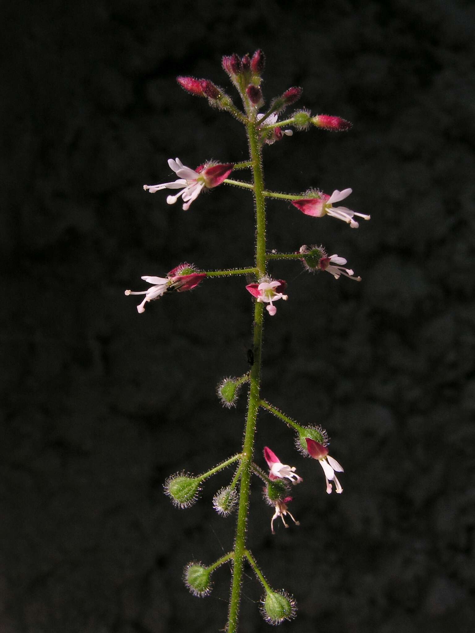 Image of broadleaf enchanter's nightshade