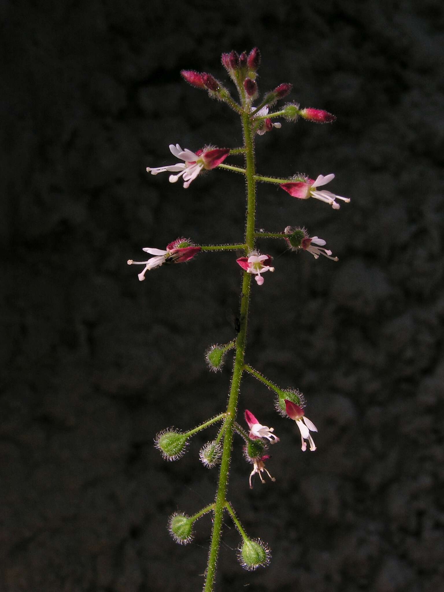 Plancia ëd Circaea lutetiana L.