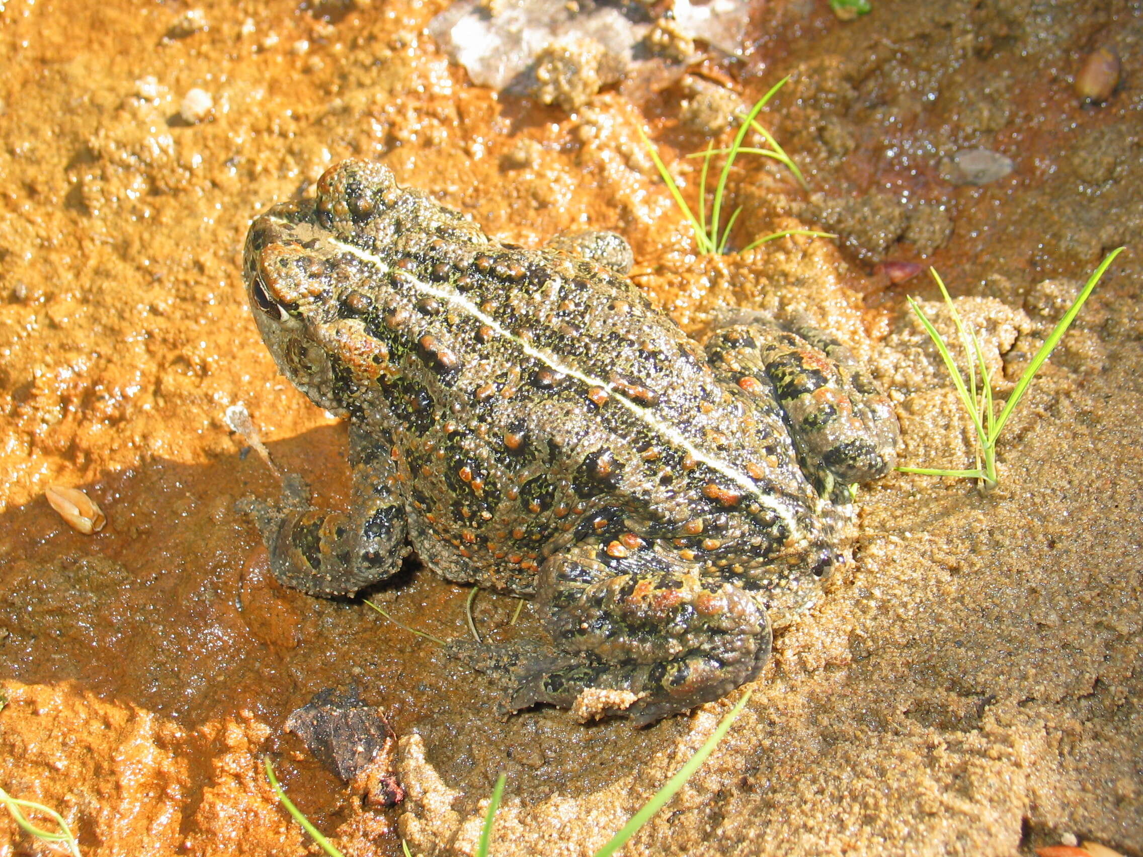 Image of western toad