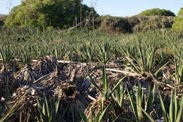 Plancia ëd Agave sisalana Perrine