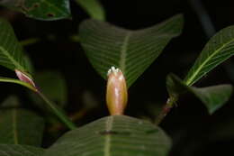 Image of Psychotria truncata Wall.