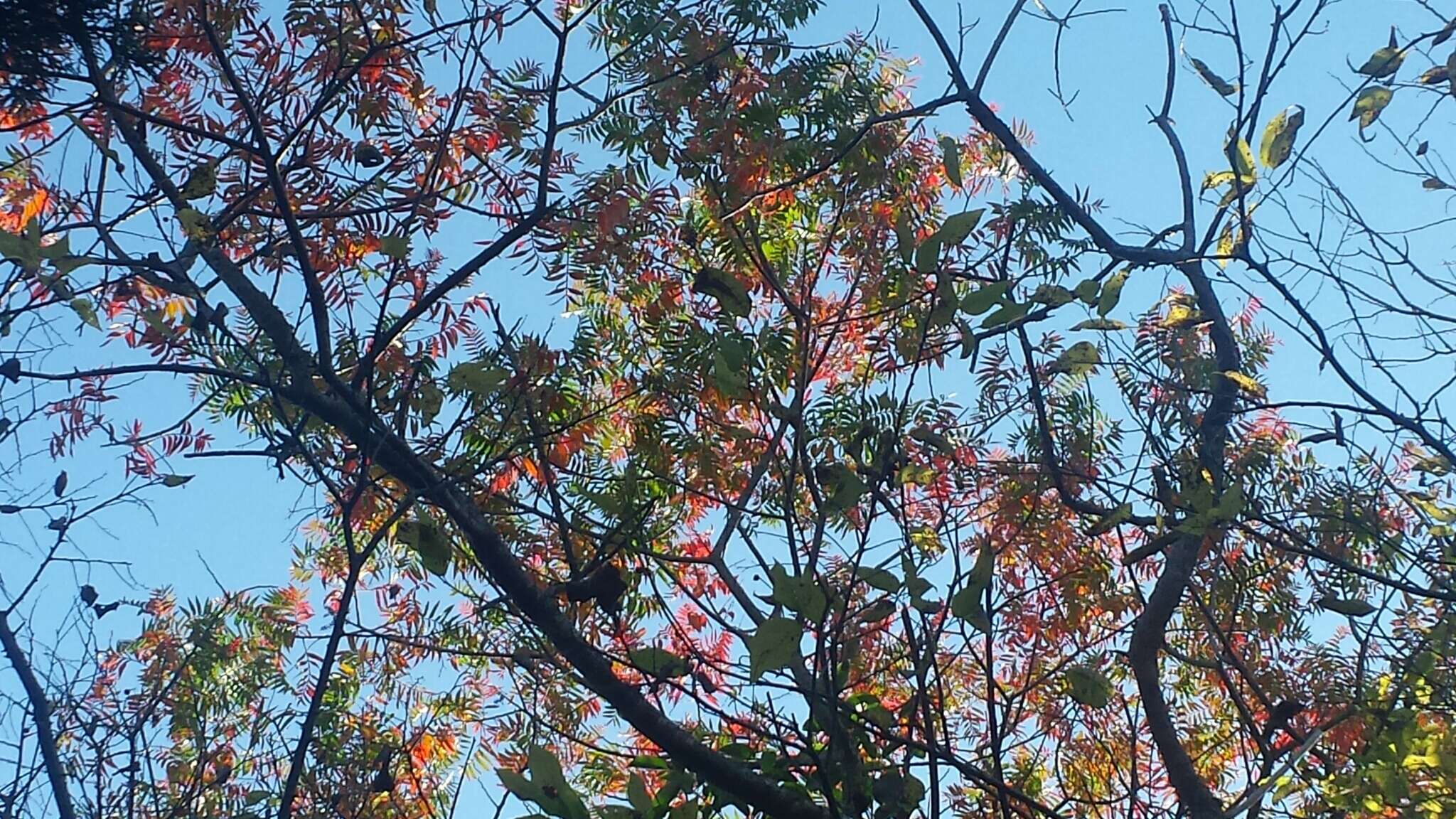 Image of prairie sumac