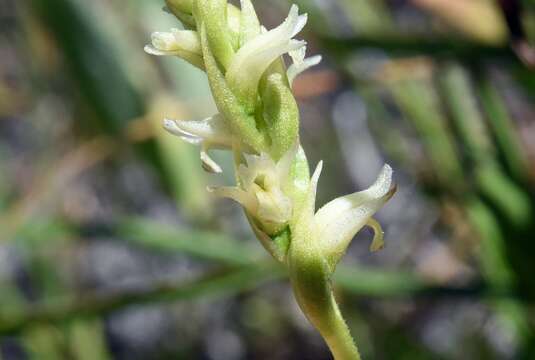 Spiranthes stellata P. M. Br., Dueck & K. M. Cameron resmi