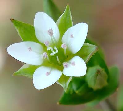 Image of Thyme-leaved Sandwort