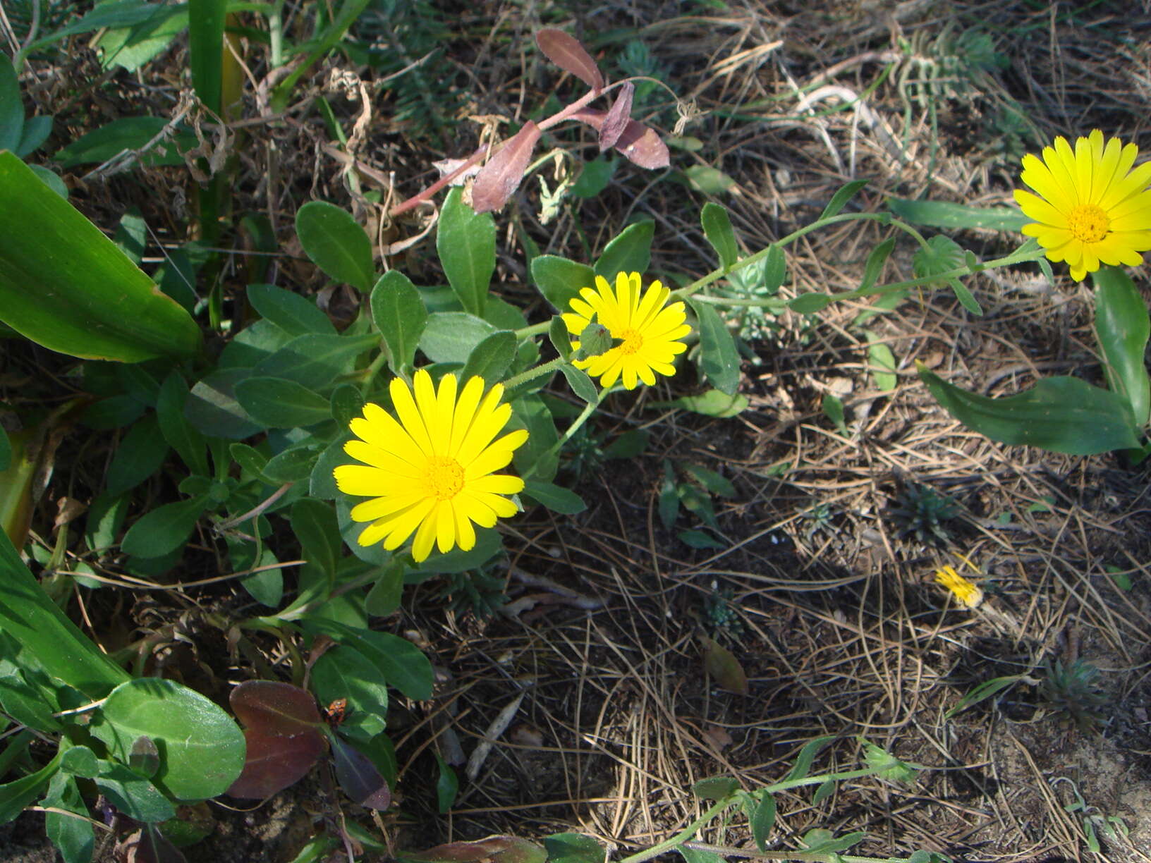 Image of Calendula suffruticosa Vahl