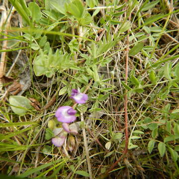 Plancia ëd Astragalus bodinii Sheldon