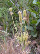 Image of Ranunculus asiaticus