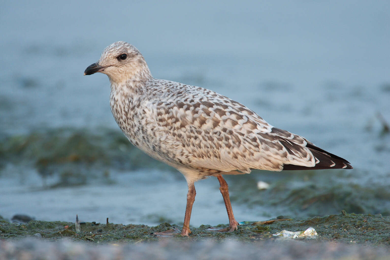 Image of Ring-billed Gull