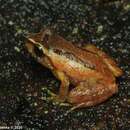 Image of Puran Appu's Shrub Frog; Puran Appuge panduru madiya