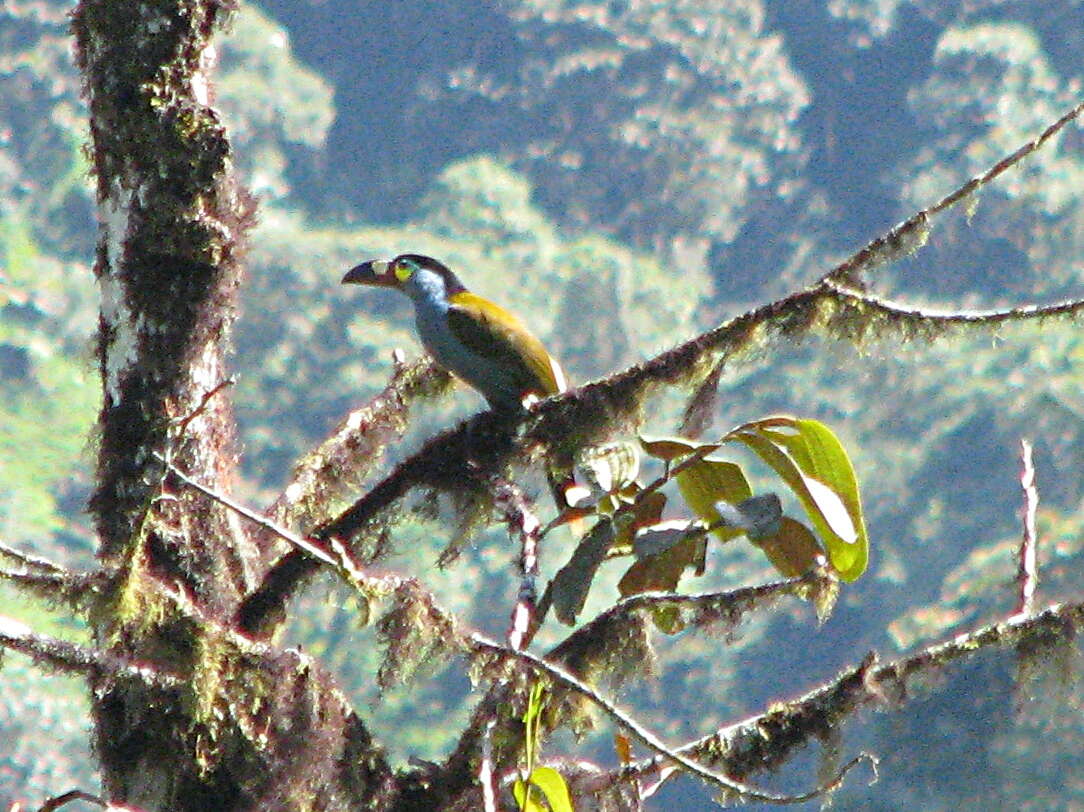 Image of Plate-billed Mountain Toucan