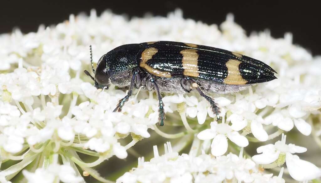 Image of Castiarina rectifasciata (Saunders 1868)