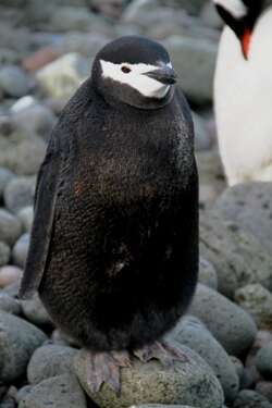 Image of Chinstrap Penguin