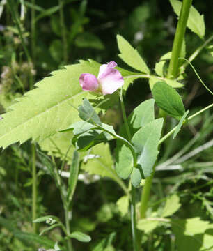 Image of wild pea