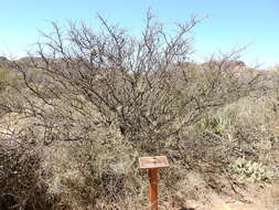 Image of Mesquite