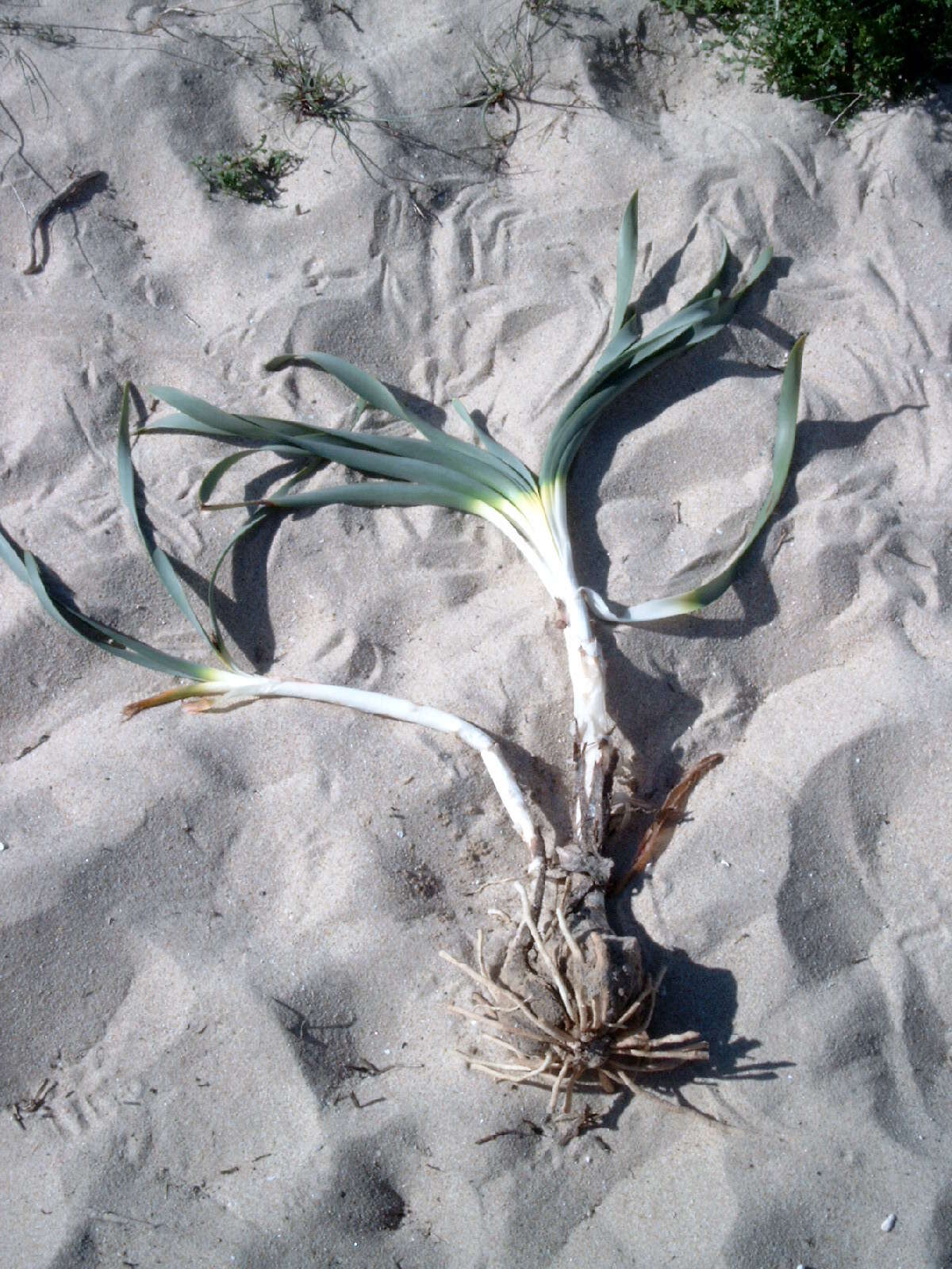 Imagem de Pancratium maritimum L.