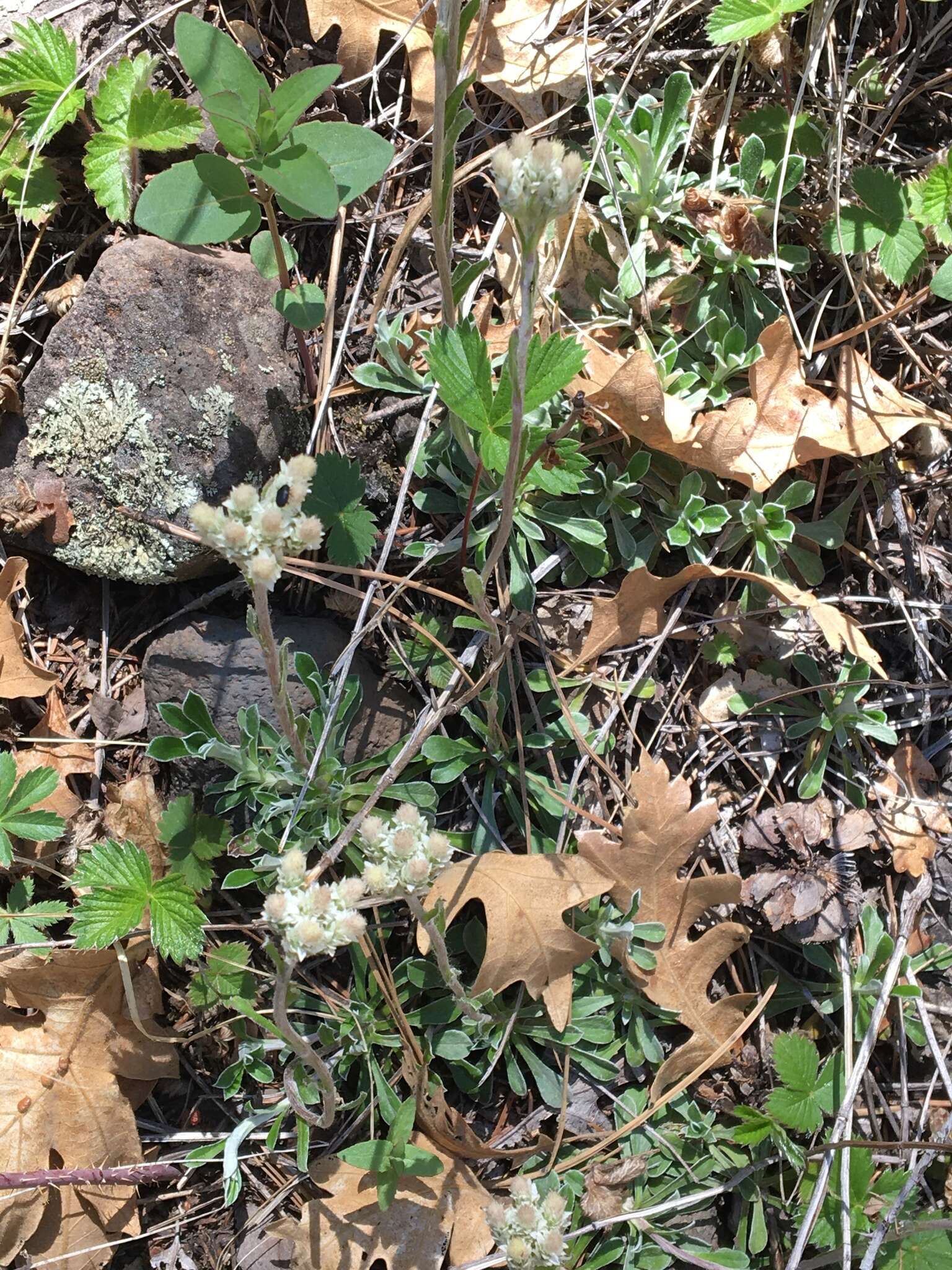 Imagem de Antennaria marginata Greene