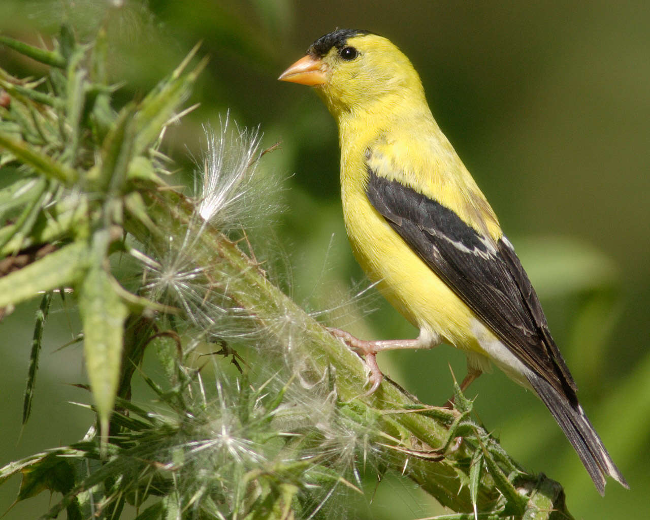 Image of American Goldfinch