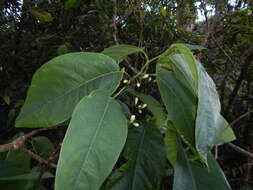 Image of Passiflora arborea Spreng.