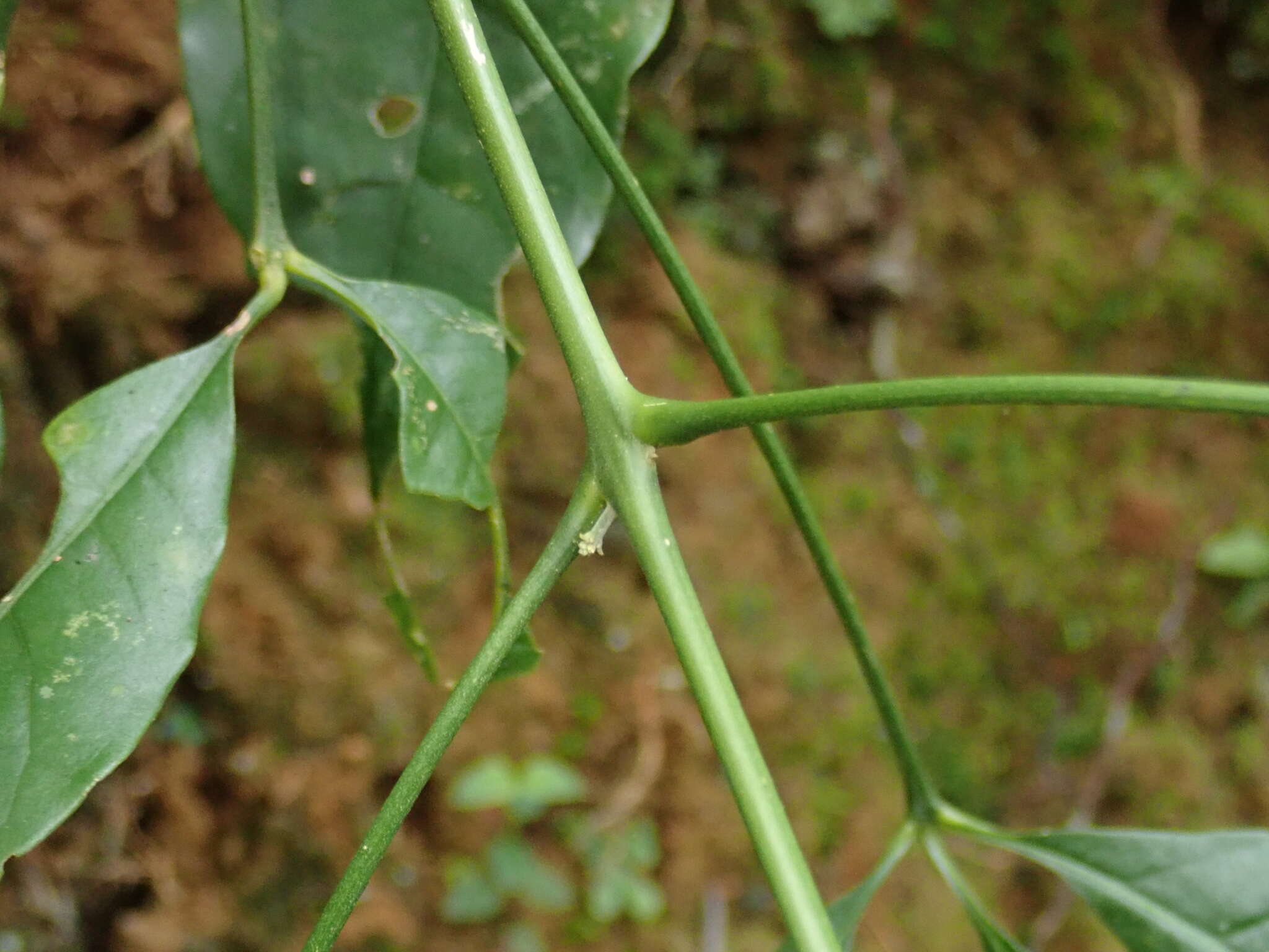 Image of Melicope pteleifolia (Champ. ex Benth.) T. G. Hartley