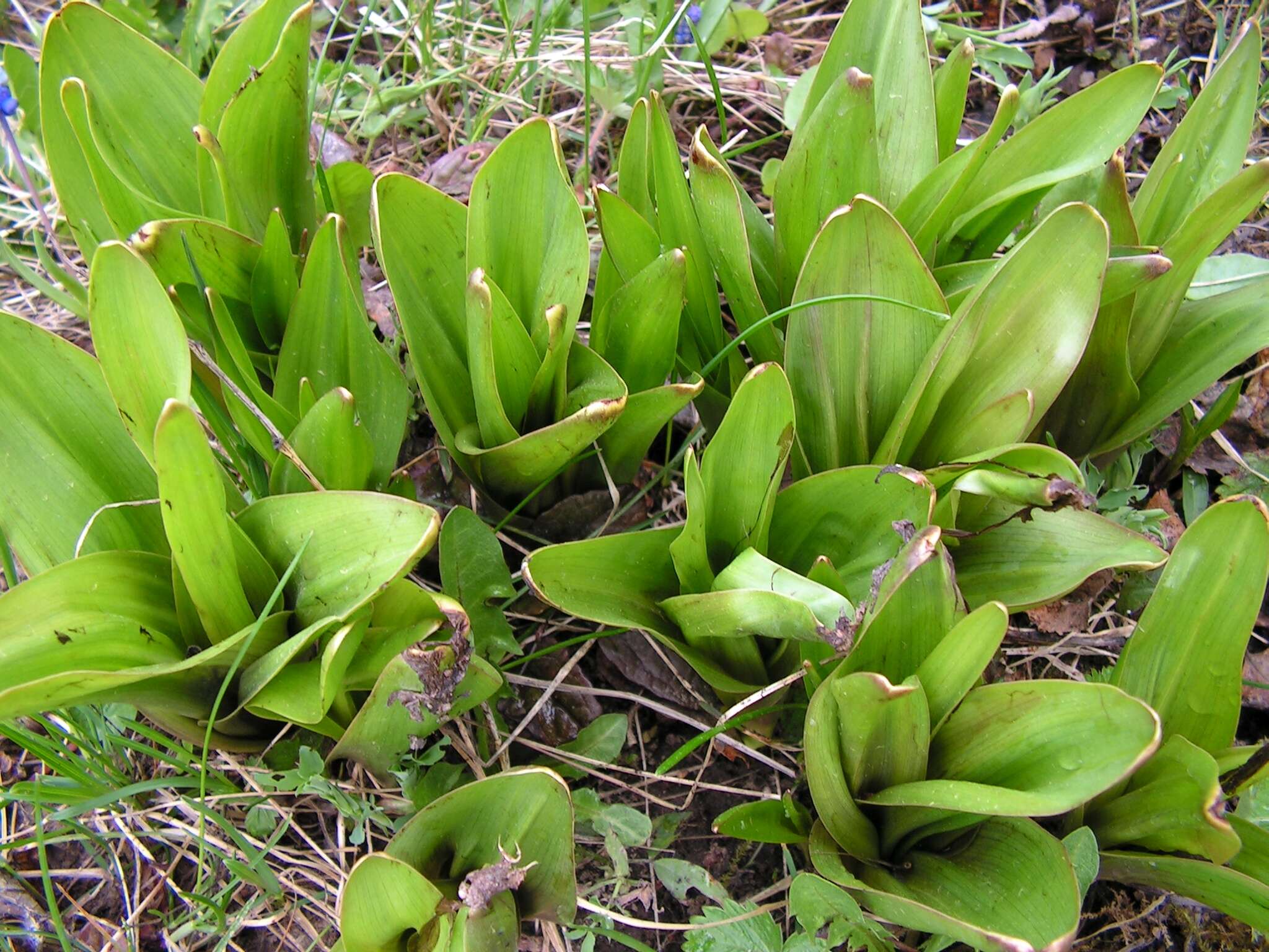 Image of Autumn crocus