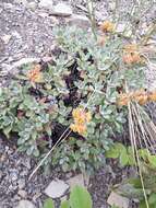 Image of alpine golden buckwheat