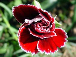 Image of carnation