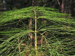 Imagem de Equisetum sylvaticum L.