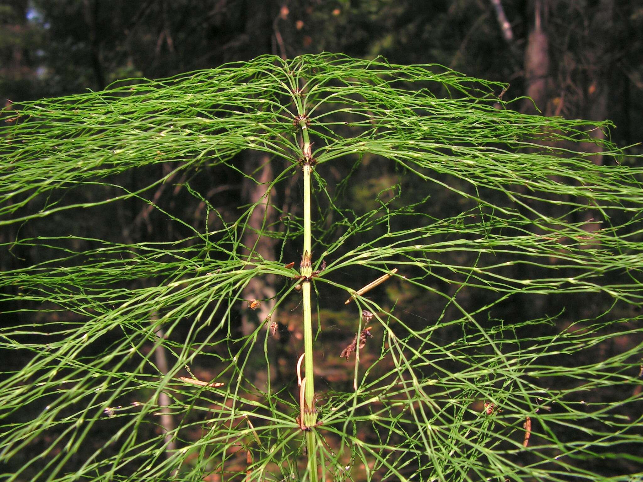 Imagem de Equisetum sylvaticum L.