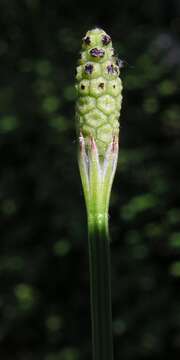 Imagem de Equisetum sylvaticum L.