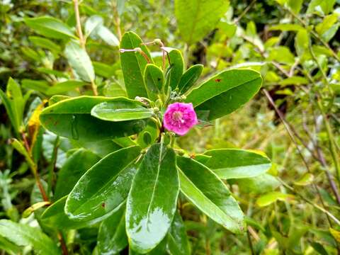 Imagem de Kalmia angustifolia subsp. carolina (Small) A. Haines