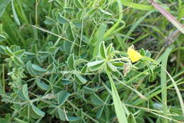 Image of Crotalaria lotoides Benth.