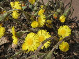 Image of coltsfoot