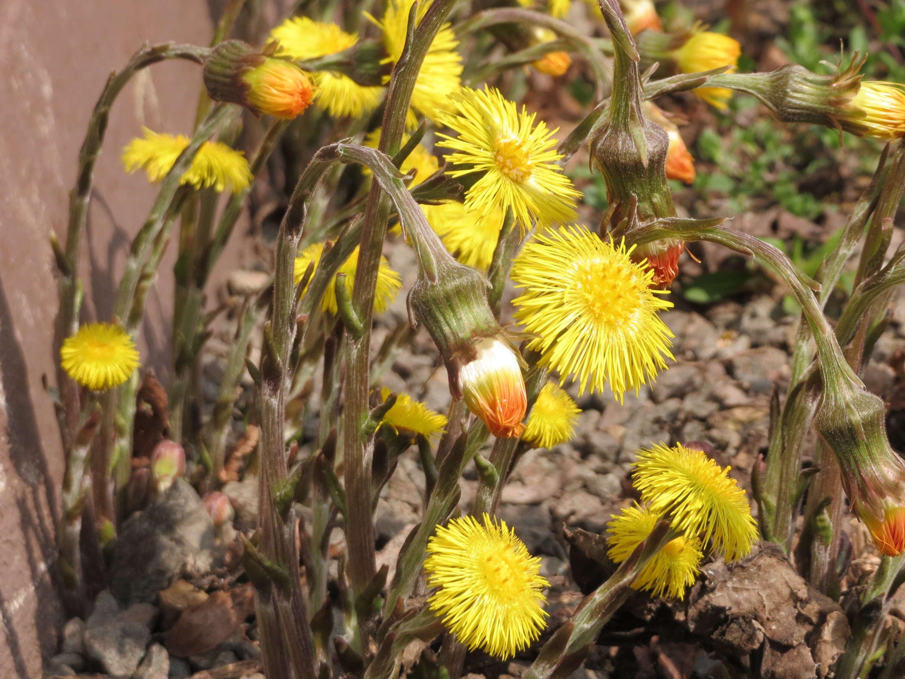 Image of coltsfoot