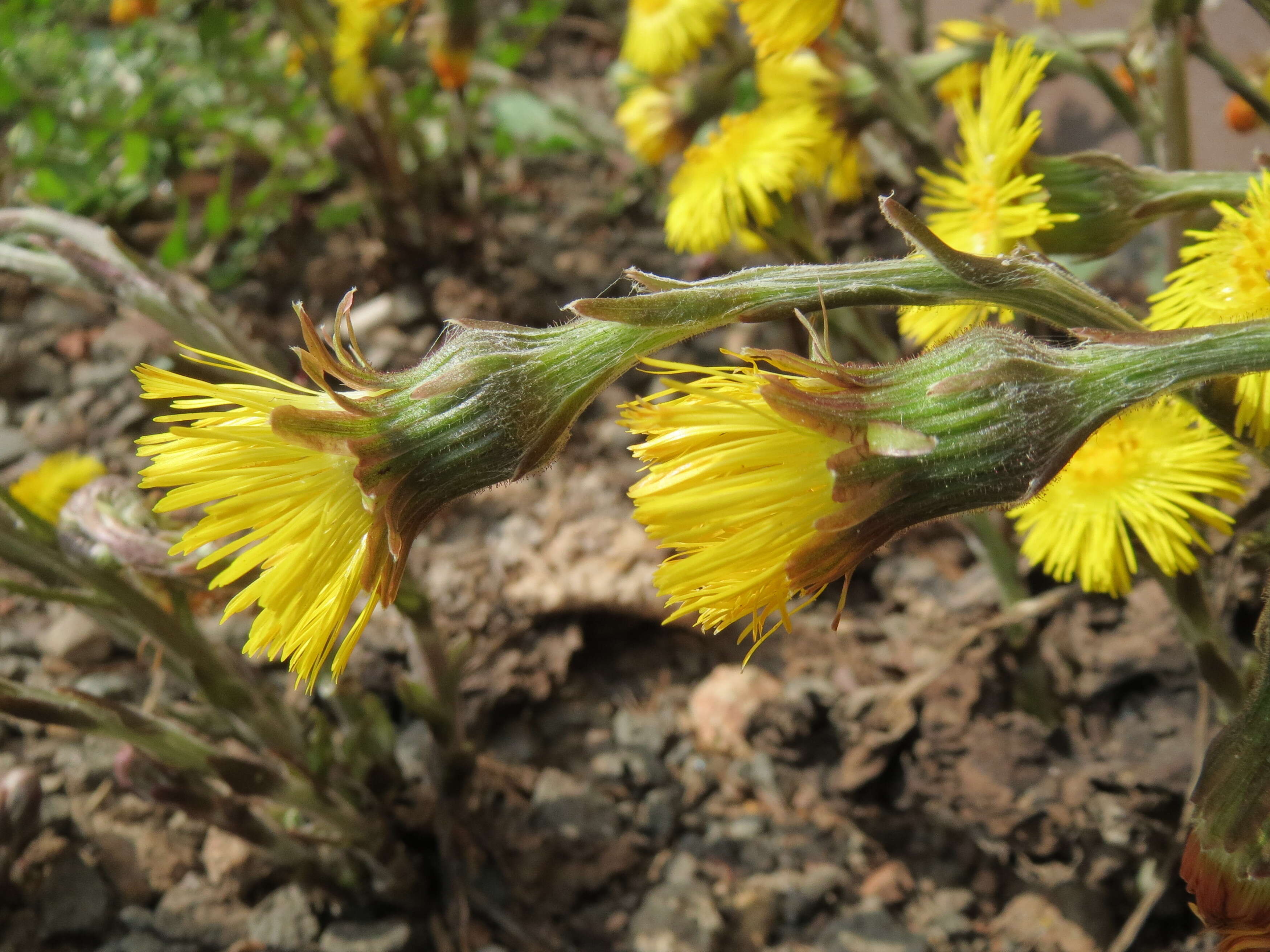 Image of coltsfoot