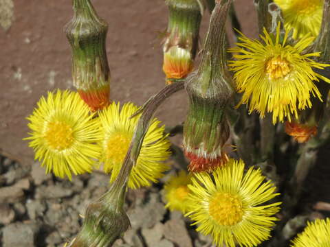 Image of coltsfoot