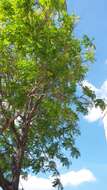 Image of Golden-rain tree