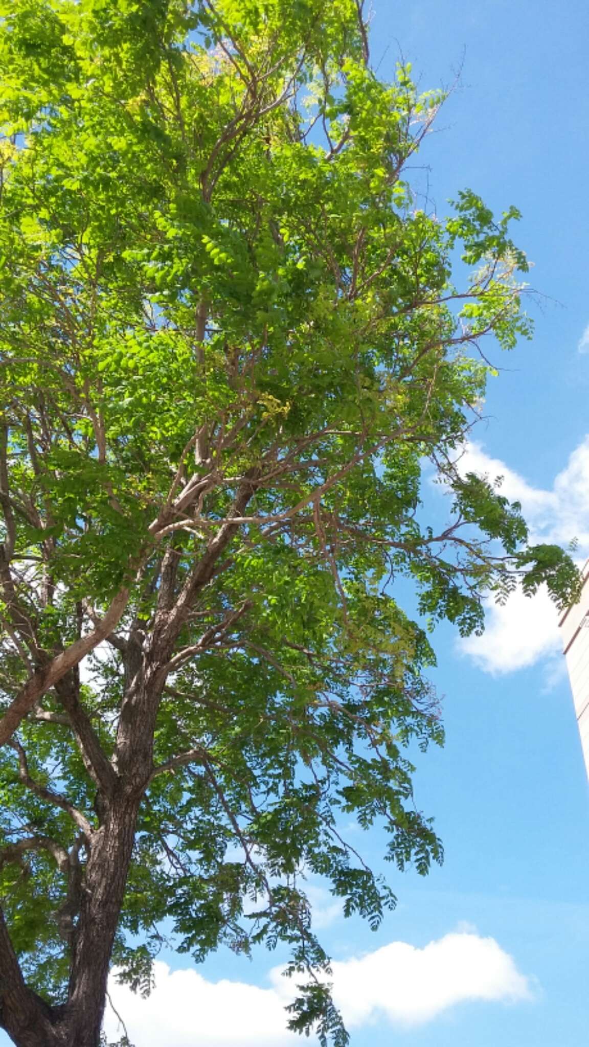 Image of Golden-rain tree